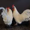 Stately stuffed white rooster