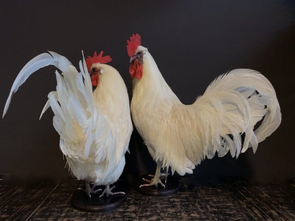 Stately stuffed white rooster