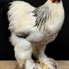 Taxidermy big Brahma rooster