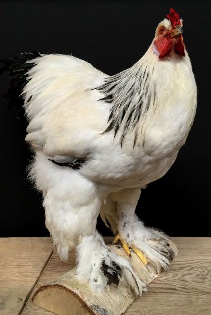 Taxidermy big Brahma rooster