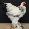 Taxidermy big Brahma rooster