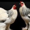 Taxidermy big Brahma rooster