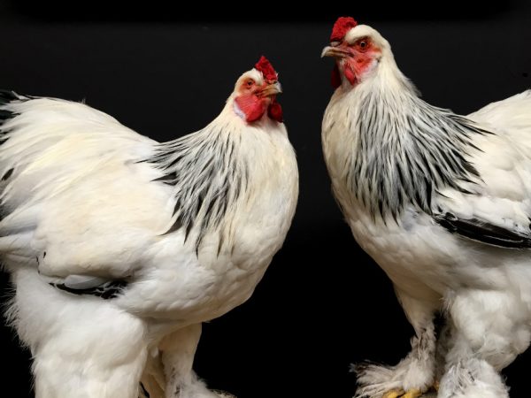 Taxidermy big Brahma rooster