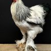 Taxidermy big Brahma rooster