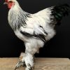 Taxidermy big Brahma rooster