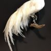 Taxidermy Onagadorie rooster