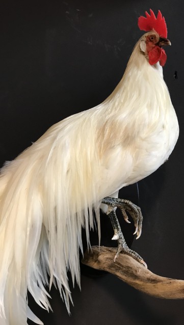 Taxidermy Onagadorie rooster