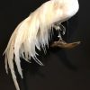 Taxidermy Onagadorie rooster