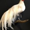 Taxidermy chicken