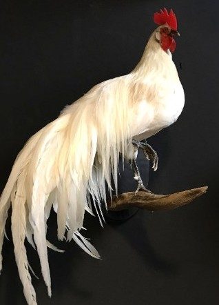 Taxidermy Onagadorie rooster