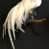 Taxidermy Onagadorie rooster