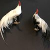 Taxidermy Onagadorie rooster