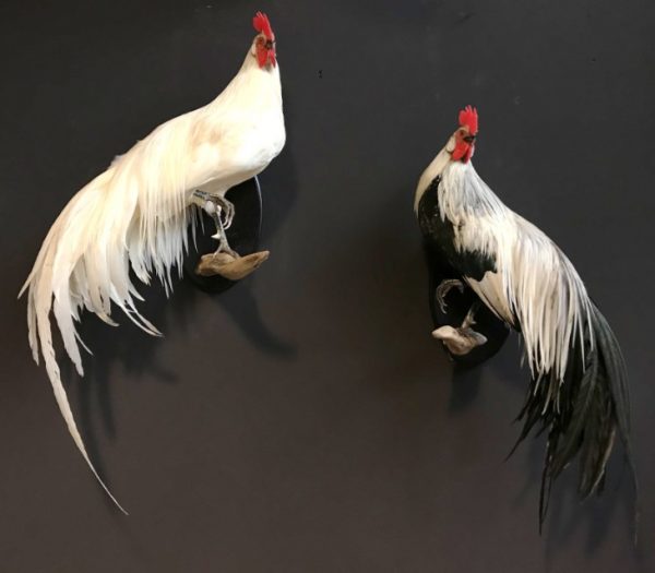 Taxidermy Onagadorie rooster