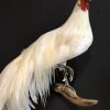 Taxidermy Onagadorie rooster