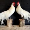Stuffed white Onagadorie rooster
