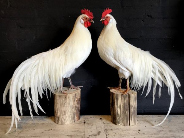 Stuffed white Onagadorie rooster