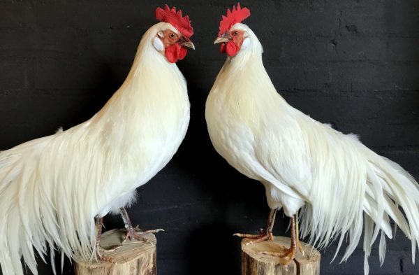 Stuffed white Onagadorie rooster