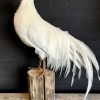 Stuffed white Onagadorie rooster