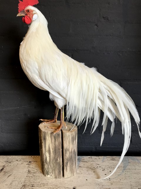 Stuffed white Onagadorie rooster