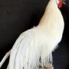 Stuffed white Onagadorie rooster