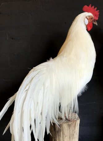 Stuffed white Onagadorie rooster