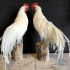 Stuffed white Onagadorie rooster