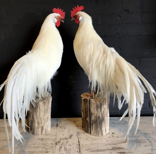 Stuffed white Onagadorie rooster