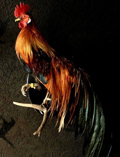 Beautiful taxidermy Onagadorie rooster