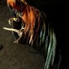 Beautiful taxidermy Onagadorie rooster