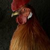 Beautiful taxidermy Onagadorie rooster