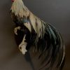 Beautiful taxidermy Onagadorie rooster