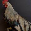 Beautiful taxidermy Onagadorie rooster