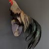 Beautiful taxidermy Onagadorie rooster