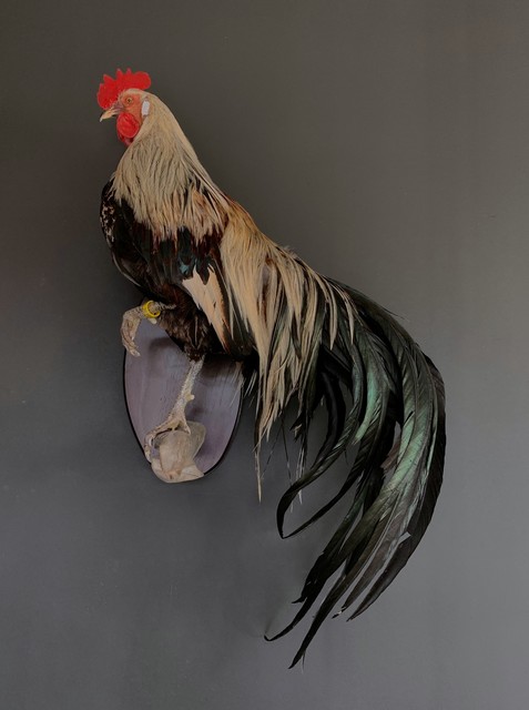 Beautiful taxidermy Onagadorie rooster