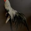 Beautiful taxidermy Onagadorie rooster