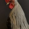 Beautiful taxidermy Onagadorie rooster