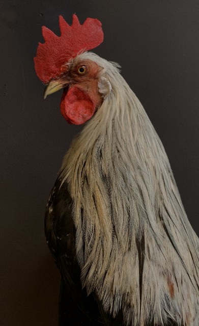 Beautiful taxidermy Onagadorie rooster