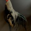 Beautiful taxidermy Onagadorie rooster