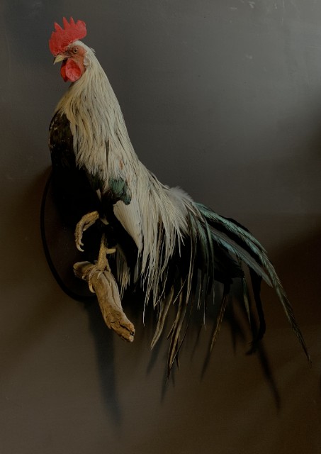 Beautiful taxidermy Onagadorie rooster