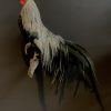 Beautiful taxidermy Onagadorie rooster