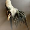 Beautiful taxidermy Onagadorie rooster