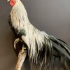 Beautiful taxidermy Onagadorie rooster