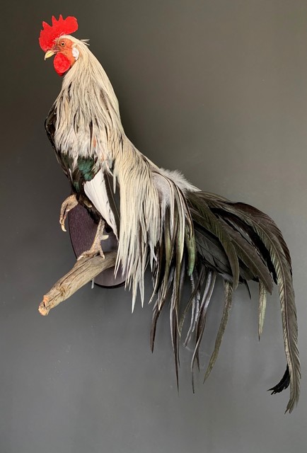 Beautiful taxidermy Onagadorie rooster