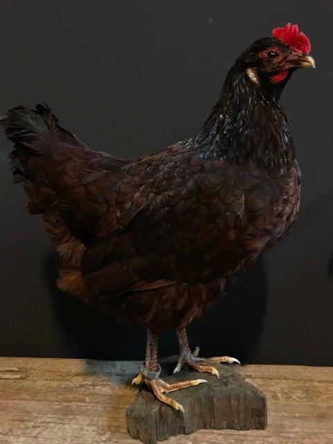 Taxidermy island red chicken