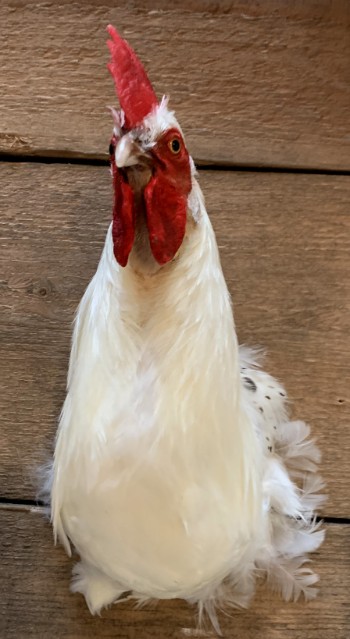 Taxidermy rooster head