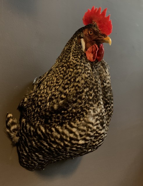 Taxidermy rooster head