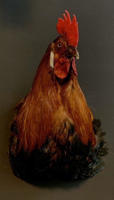 Taxidermy rooster head