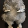 Taxidermy half chicken