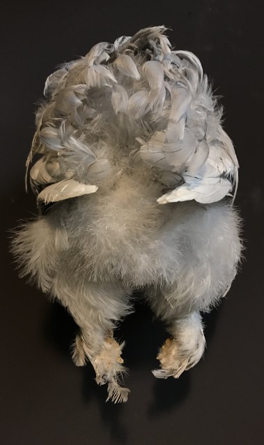 Taxidermy half chicken