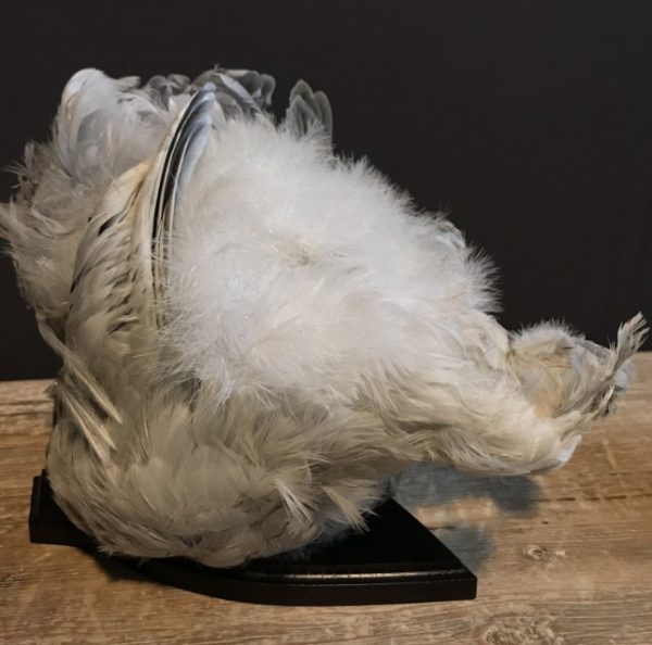 Taxidermy half chicken